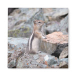 Golden-Mantled Ground Squirrel at Glacier II Magnet