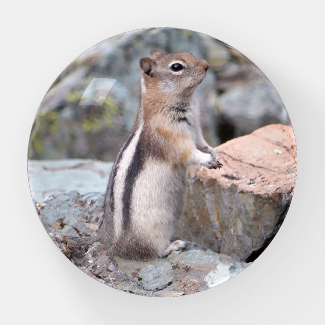 Golden-Mantled Ground Squirrel at Glacier II Paperweight (Front)