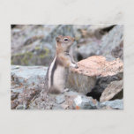 Golden-Mantled Ground Squirrel at Glacier II Postcard
