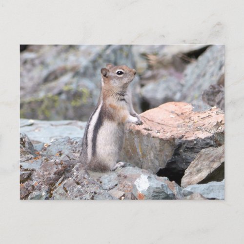 Golden_Mantled Ground Squirrel at Glacier II Postcard