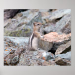 Golden-Mantled Ground Squirrel at Glacier II Poster