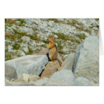 Golden-mantled Ground Squirrel at Mount Rainier