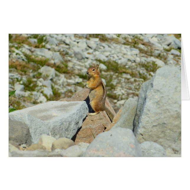 Golden-mantled Ground Squirrel at Mount Rainier Cards (Front Horizontal)