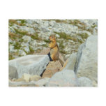 Golden-Mantled Ground Squirrel at Mount Rainier Postcard