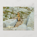 Golden-mantled Ground Squirrel at Mount Rainier Postcard