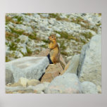Golden-mantled Ground Squirrel at Mount Rainier Poster