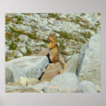 Golden-Mantled Ground Squirrel at Mount Rainier Poster