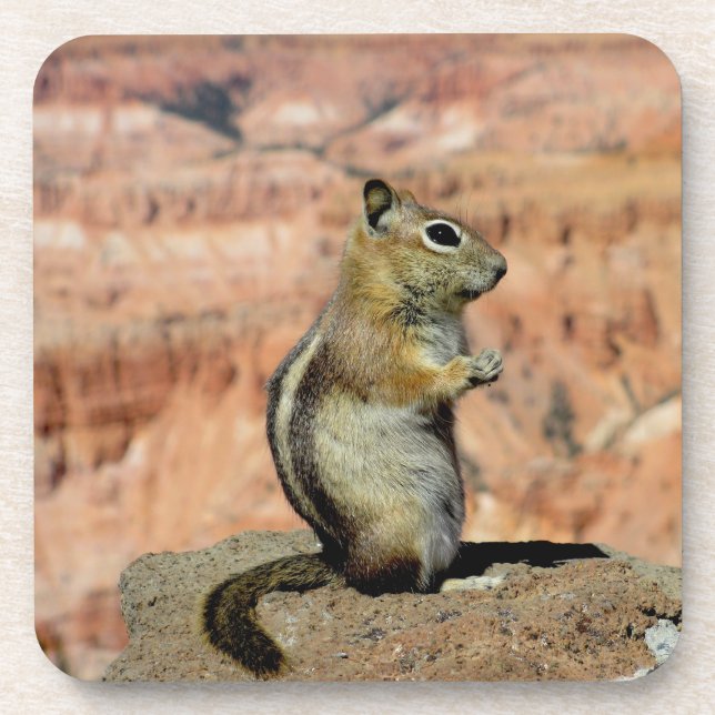 Golden Mantled Ground Squirrel Beverage Coaster (Front)