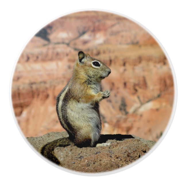 Golden Mantled Ground Squirrel Ceramic Knob (Front)