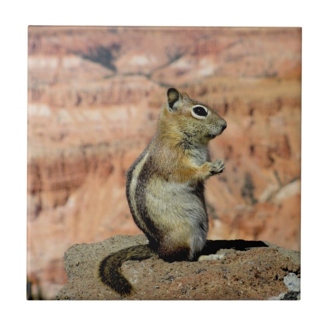 Golden Mantled Ground Squirrel Ceramic Tile (Front)