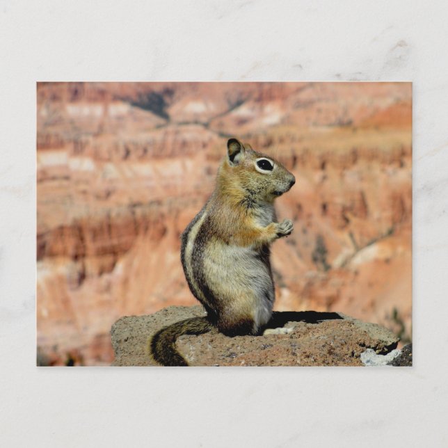 Golden Mantled Ground Squirrel Postcard (Front)