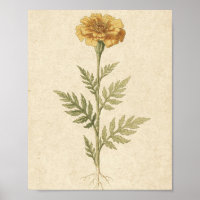 Golden Marigold Botanical Flower Art