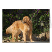 Golden Moment (Front Horizontal)