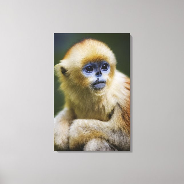 Golden monkey canvas print (Front)