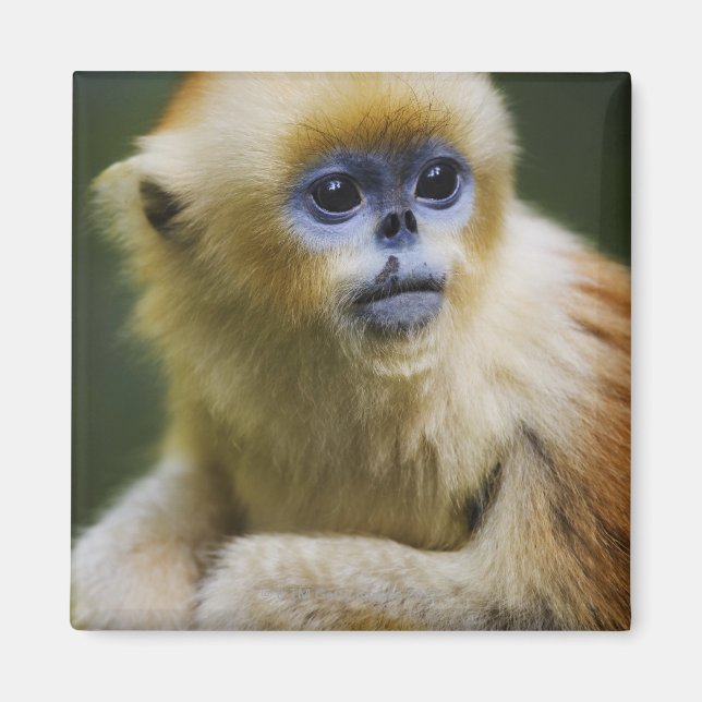 Golden monkey magnet (Front)