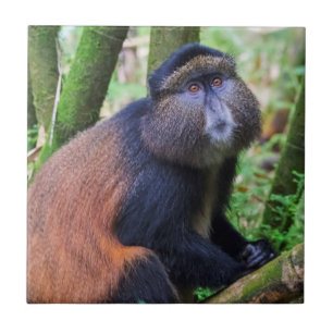 Golden Monkey, Rwanda Ceramic Tile