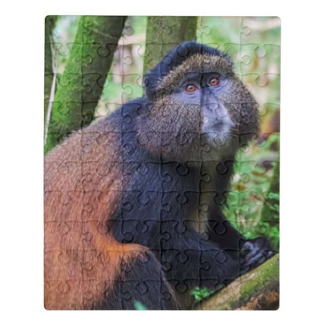 Golden Monkey, Rwanda Jigsaw Puzzle (Puzzle Vertical)