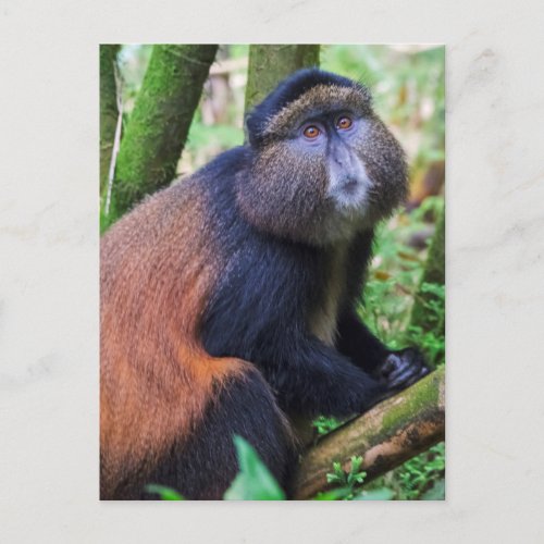 Golden Monkey Rwanda Postcard
