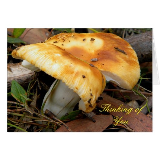 Golden Mushroom Cards (Front Horizontal)