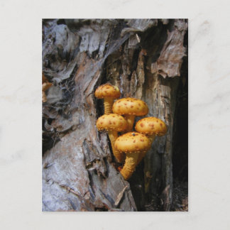 Golden Mushrooms ~ postcard