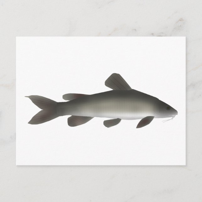 Golden Nile Catfish Postcard (Front)