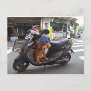 Golden on Scooter Postcard