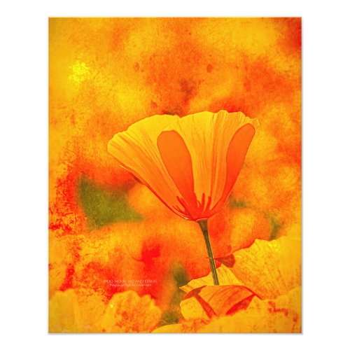 Golden Orange California Poppy Land Of Orange Photo Print