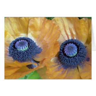 Golden Orange Poppies Cards