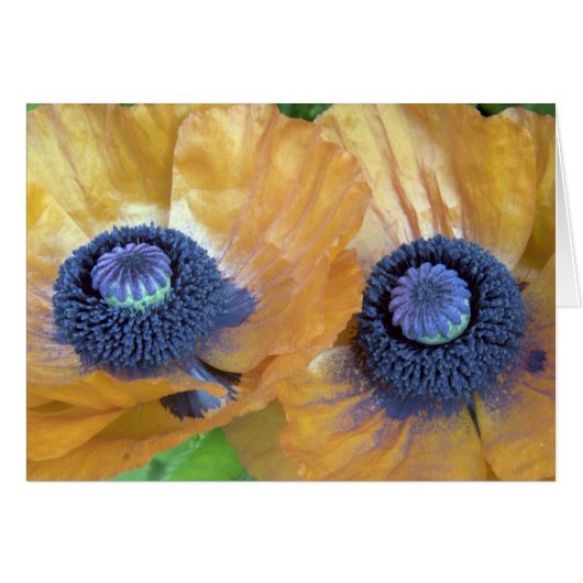 Golden Orange Poppies Cards (Front Horizontal)
