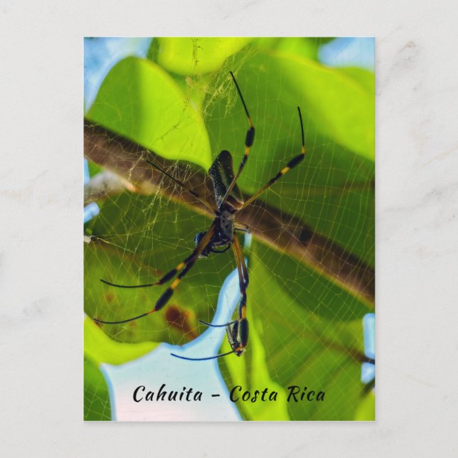 Golden Orb Spider in Cahuita Beach - Costa Rica Postcard (Front)