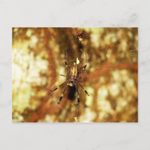 Golden Orb Spider Isla Barro Colorado, Panama Postcard