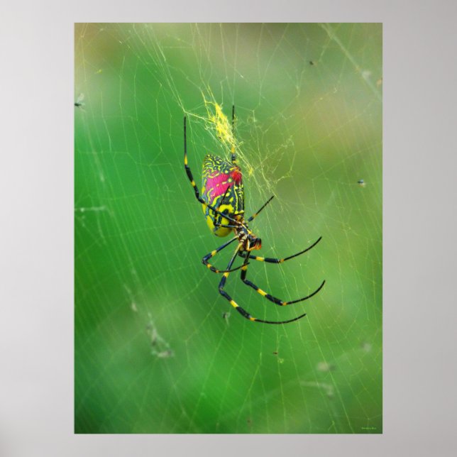 Golden Orb Weaver Spider Poster (Front)