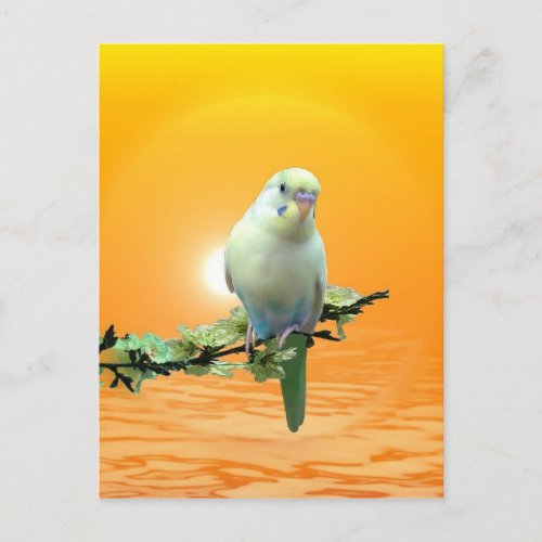 Golden Parakeet Postcard