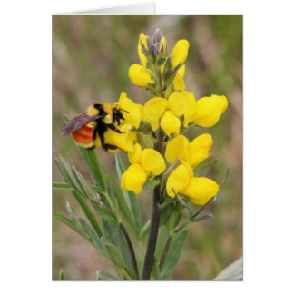 Golden Pea Cards
