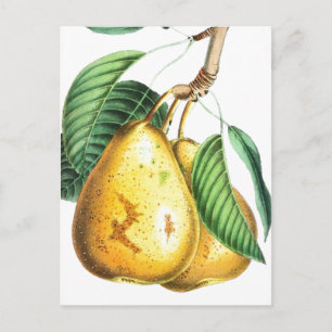 Golden pear Recipe Card
