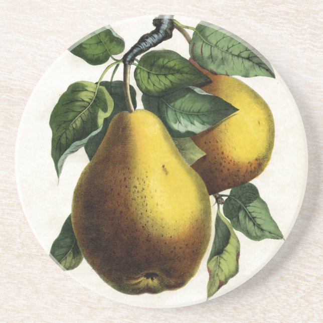 Golden Pears Sandstone Coaster (Front)