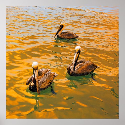 Golden Pelicans Poster
