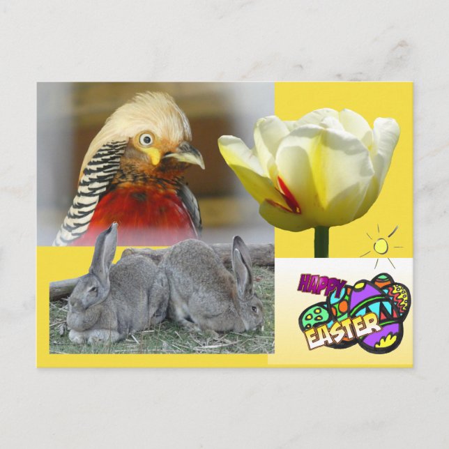 Golden Pheasant Happy Easter Postcard (Front)