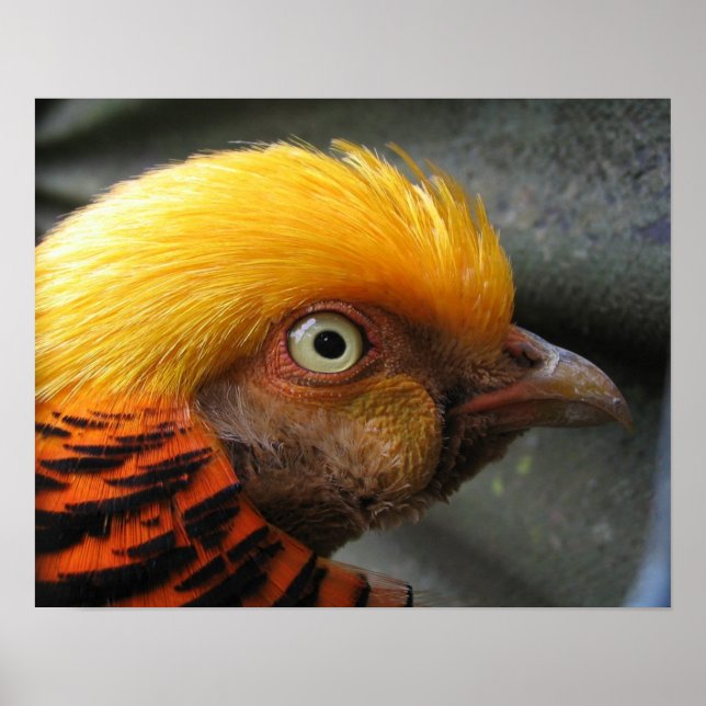Golden Pheasant Poster (Front)