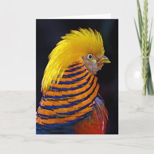 Golden pheasant print greeting card (Front)