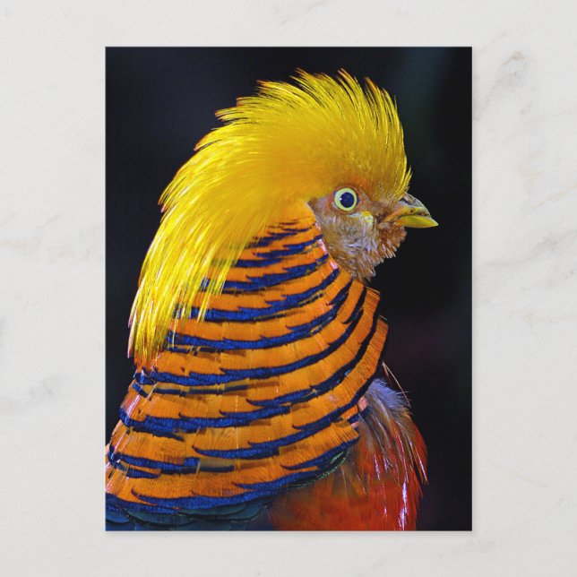 Golden pheasant print postcard (Front)