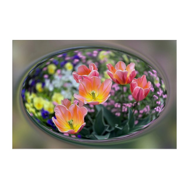 Golden pink tulips acrylic print (Front)