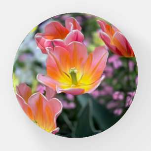 Golden pink tulips paperweight