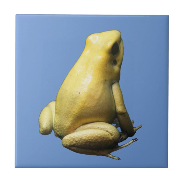 Golden Poison Frog Ceramic Tile (Front)