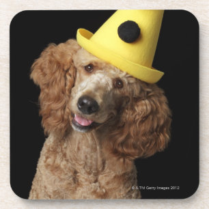 Golden Poodle Dog wearing a yellow clown hat Drink Coaster