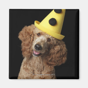 Golden Poodle Dog wearing a yellow clown hat Magnet