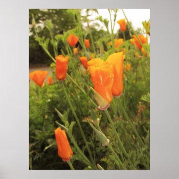 Golden Poppies Poster by Amitees at Zazzle