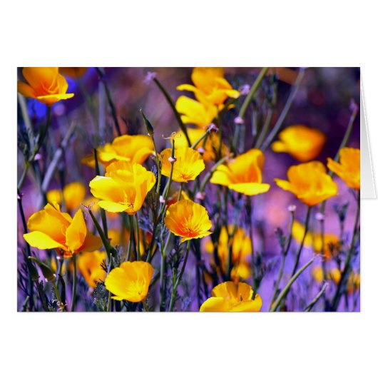 Golden Poppy Cards (Front Horizontal)
