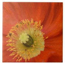 Golden Poppy - Vibrant Botanical Close-Up