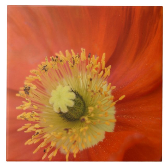 Golden Poppy - Vibrant Botanical Close-Up Ceramic Tile (Front)